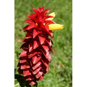 Costus Barbatus - MC - 303